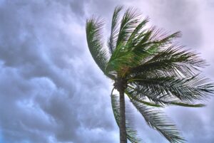 palm tree blowing in hurricane force winds